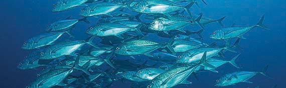 Tauchurlaub Rotes Meer bis Tauchferien Malediven - Tauchreisen für Taucher aller Niveaus