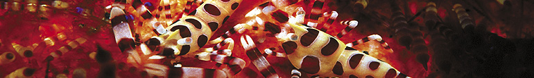 Header El Quseir Unterwasser