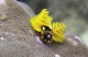 SF_Diving_Indonesien_Intro