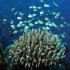 Dahab - faszinierende Unterwasserwelt by Orca Dive Club 2011